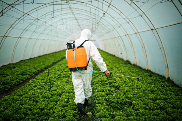 Best Pest Removal Services  in Wake Village, TX
