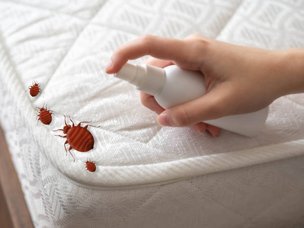 Best Best Pest Control Companies  in Wake Village, TX