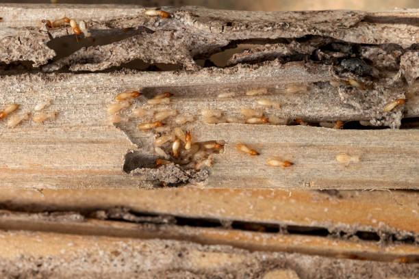 Best Wasp Removal Services  in Wake Village, TX