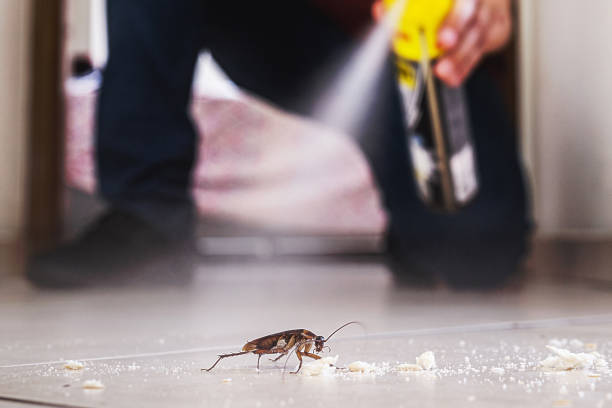 Professional Pest Control in Wake Village, TX