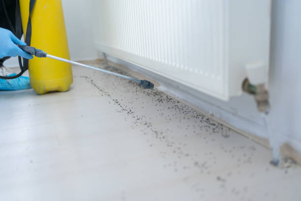 Best Bed Bug Extermination  in Wake Village, TX