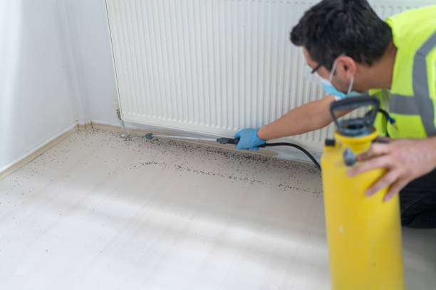 Best Flea Control Services  in Wake Village, TX